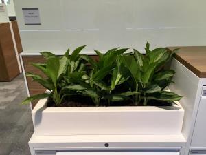 Fiberglass Shelf Planter